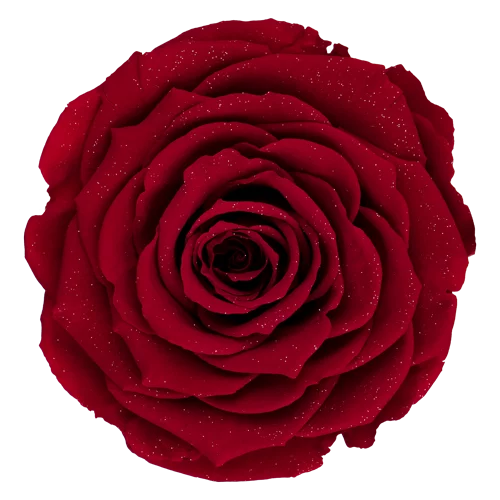 LL+ Preserved Roses Diamond - Pack of 6 - BMade