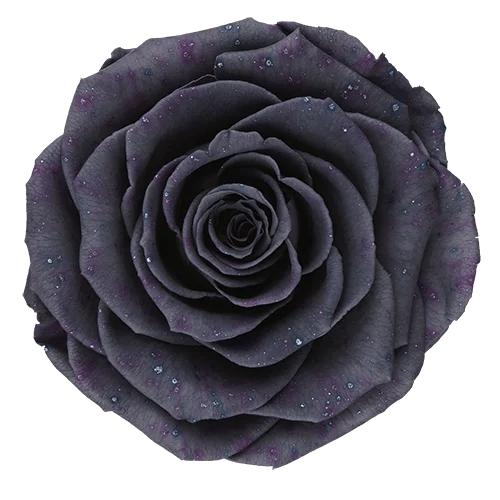 BELLA Preserved Roses Galaxy - Pack 4 - BMade