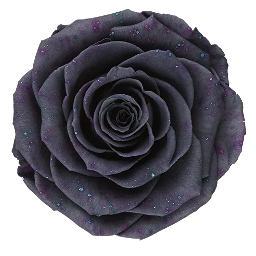 BONITA Preserved Roses Galaxy - Pack 1