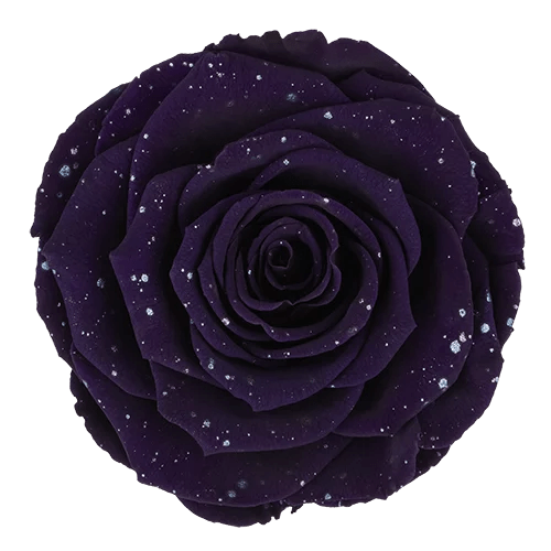 BELLA Preserved Roses Galaxy - Pack 4 - BMade