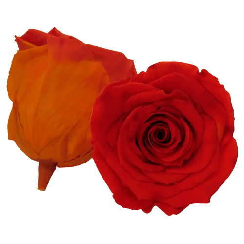 BELLA Preserved Roses Bicolors - Pack 4 - BMade
