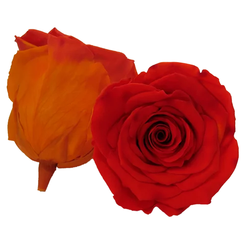 BONITA Preserved Roses Bicolors - Pack 1
