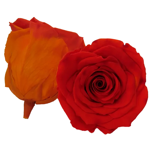 S Preserved Roses Bicolors - BMade