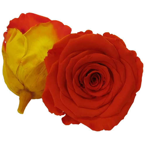 S Preserved Roses Bicolors - BMade