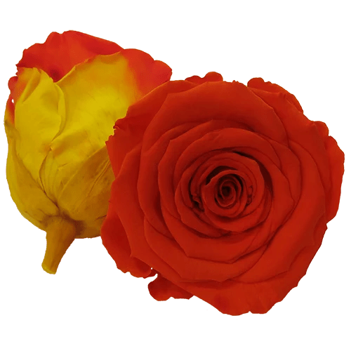 BELLA Preserved Roses Bicolors - Pack 4 - BMade