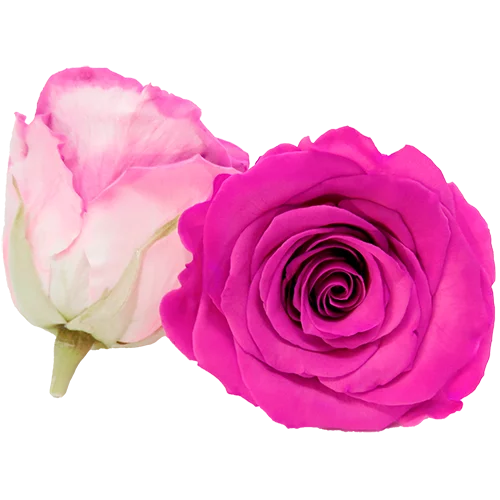 XL Preserved Roses Bicolors - Pack of 6 - BMade