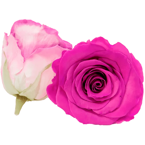 BELLA Preserved Roses Bicolors - Pack 4 - BMade