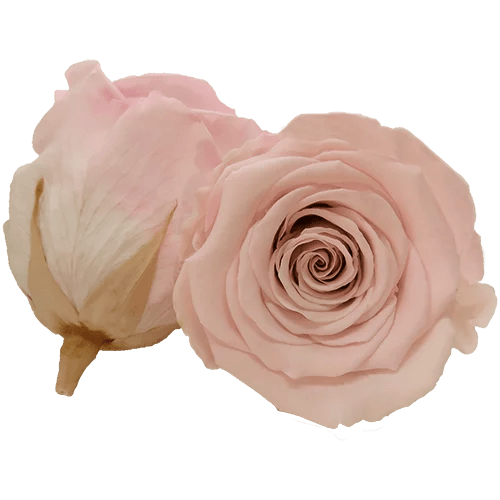 BELLA Preserved Roses Bicolors - Pack 4 - BMade