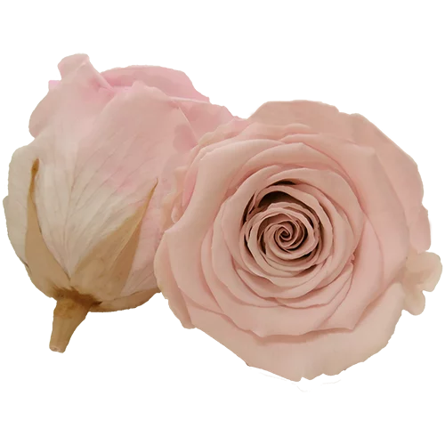 S Preserved Roses Bicolors - BMade