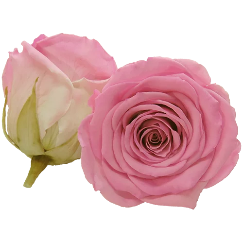 LL+ Preserved Roses Bicolors - Pack of 6 - BMade