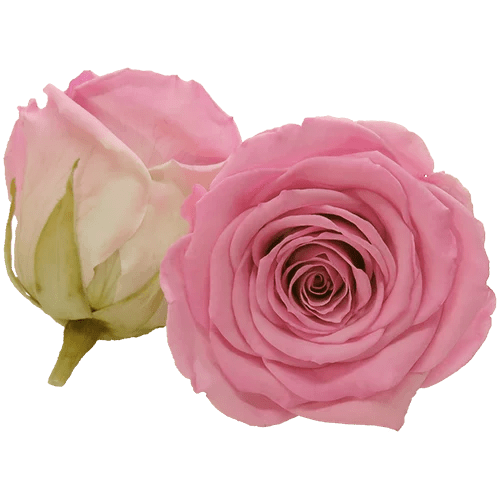 BELLA Preserved Roses Bicolors - Pack 4 - BMade