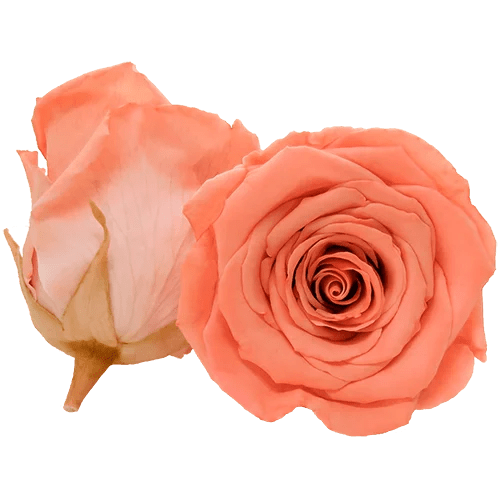 BELLA Preserved Roses Bicolors - Pack 4 - BMade