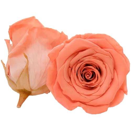 S Preserved Roses Bicolors - BMade