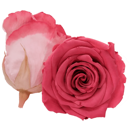 BELLA Preserved Roses Bicolors - Pack 4 - BMade
