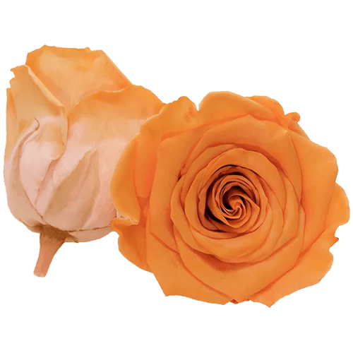BELLA Preserved Roses Bicolors - Pack 4 - BMade