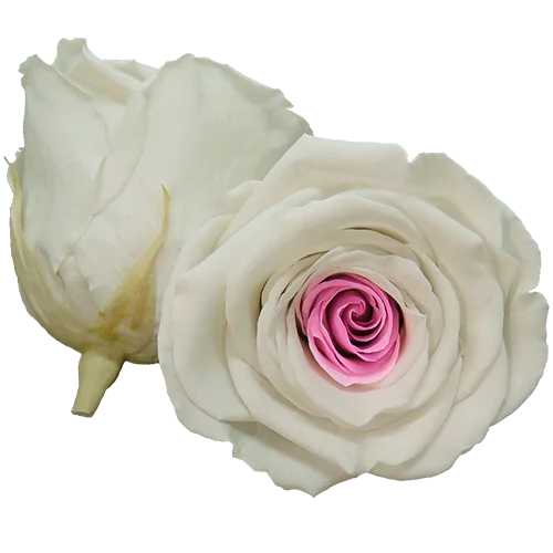 XL Preserved Roses Bicolors - Pack of 6 - BMade