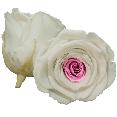 BELLA Preserved Roses Bicolors - Pack 4 - BMade