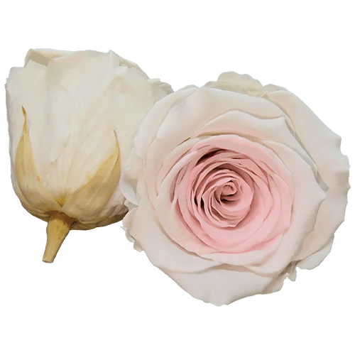 BELLA Preserved Roses Bicolors - Pack 4 - BMade