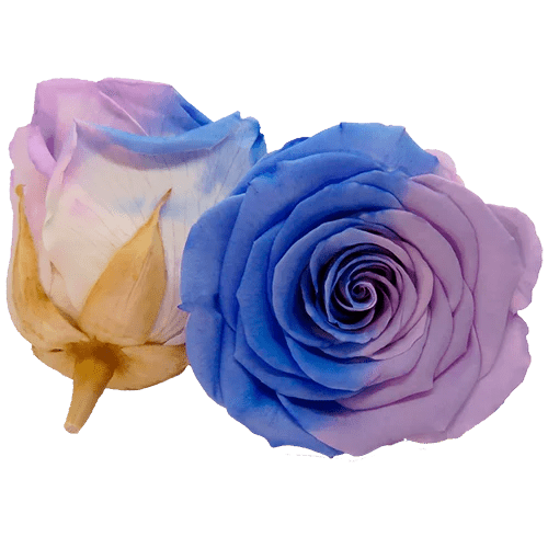 BELLA Preserved Roses Bicolors - Pack 4 - BMade