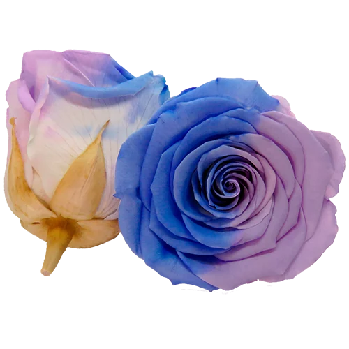 BELLA Preserved Roses Bicolors - Pack 4