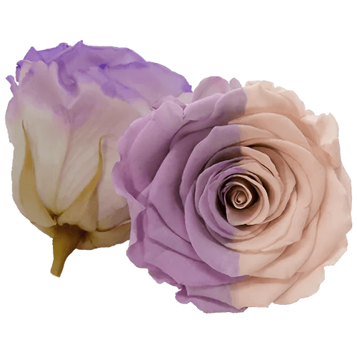 BELLA Preserved Roses Bicolors - Pack 4 - BMade