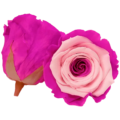 BELLA Preserved Roses Bicolors - Pack 4 - BMade