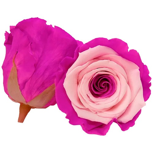 XL Preserved Roses Bicolors - Pack of 6 - BMade