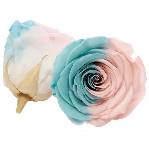BELLA Preserved Roses Bicolors - Pack 4 - BMade