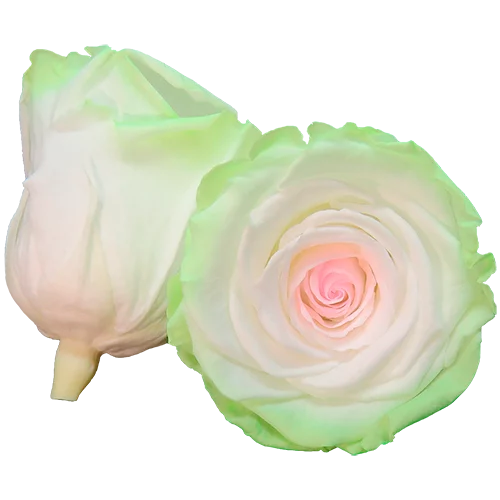 LL+ Preserved Roses Bicolors - Pack of 6 - BMade