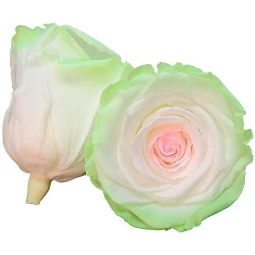 BONITA Preserved Roses Bicolors - Pack 1