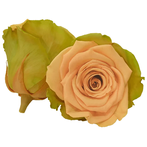 BELLA Preserved Roses Bicolors - Pack 4 - BMade