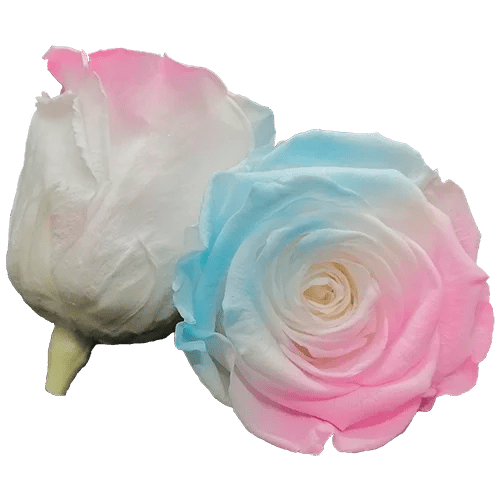 BELLA Preserved Roses Bicolors - Pack 4 - BMade