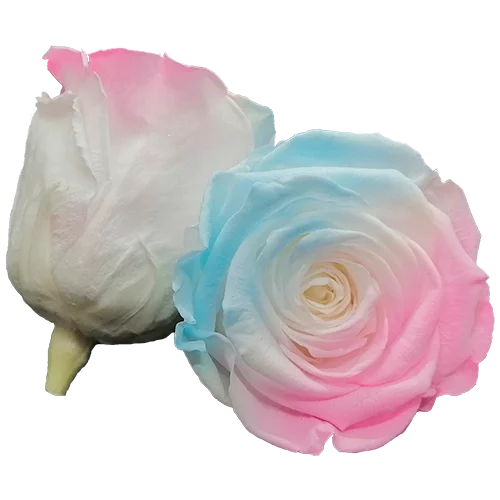 BELLA Preserved Roses Bicolors - Pack 4