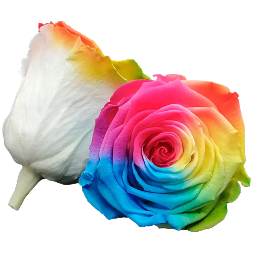 XL Preserved Roses Bicolors - Pack of 6 - BMade