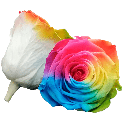 BELLA Preserved Roses Bicolors - Pack 4 - BMade