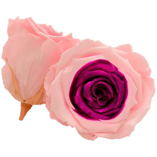 BELLA Preserved Roses Bicolors - Pack 4 - BMade