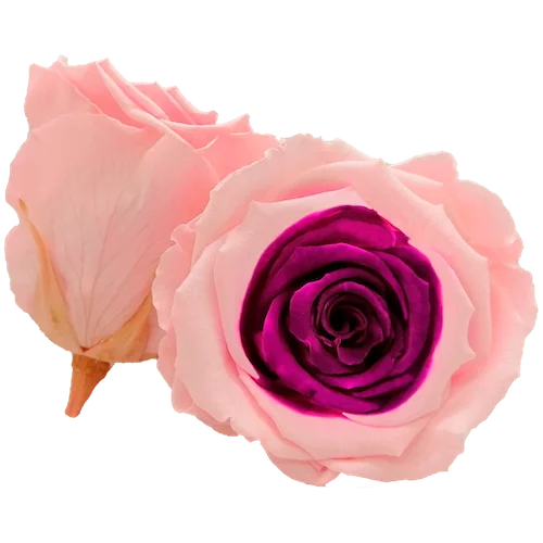 LL+ Preserved Roses Bicolors - Pack of 6 - BMade