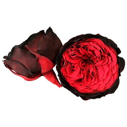BELLA Preserved Roses Bicolors - Pack 4 - BMade