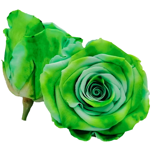 S Preserved Roses Bicolors - BMade