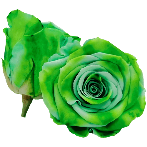 BELLA Preserved Roses Bicolors - Pack 4 - BMade