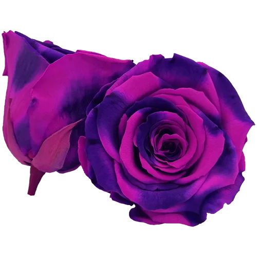 LL+ Preserved Roses Bicolors - Pack of 6 - BMade