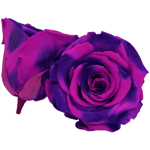BELLA Preserved Roses Bicolors - Pack 4 - BMade