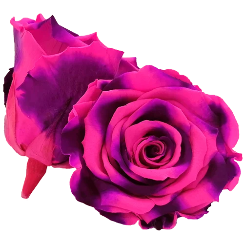 S Preserved Roses Bicolors - BMade