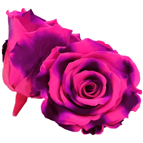 BELLA Preserved Roses Bicolors - Pack 4 - BMade