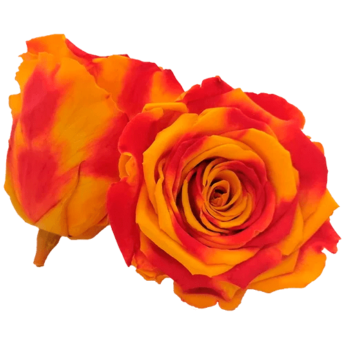 BELLA Preserved Roses Bicolors - Pack 4 - BMade