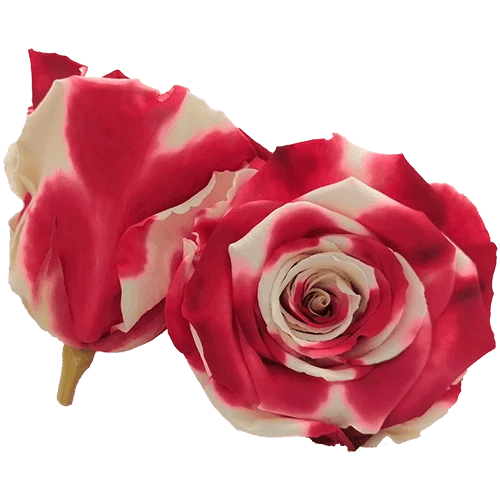 BELLA Preserved Roses Bicolors - Pack 4 - BMade