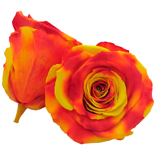 LL+ Preserved Roses Bicolors - Pack of 6 - BMade
