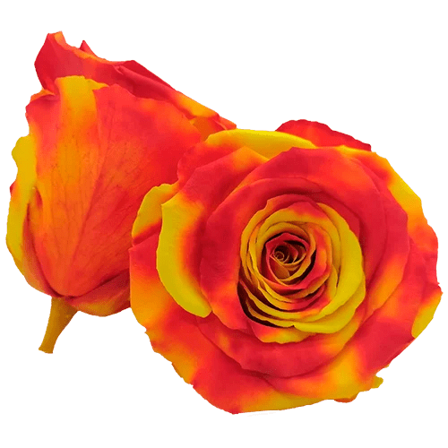 BELLA Preserved Roses Bicolors - Pack 4 - BMade