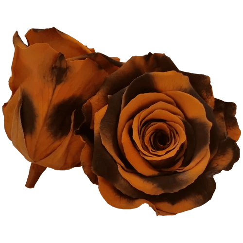 BELLA Preserved Roses Bicolors - Pack 4 - BMade