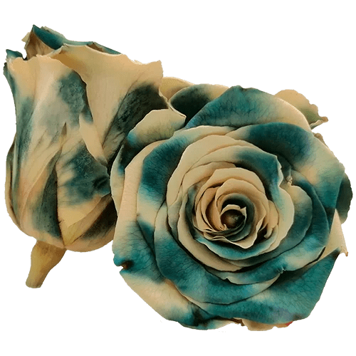 BELLA Preserved Roses Bicolors - Pack 4 - BMade
